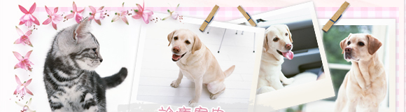 ワクチンと定期健診 動物病院 山口県長門市 犬 猫