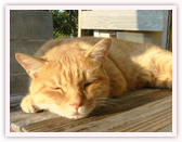 混合ワクチンについて