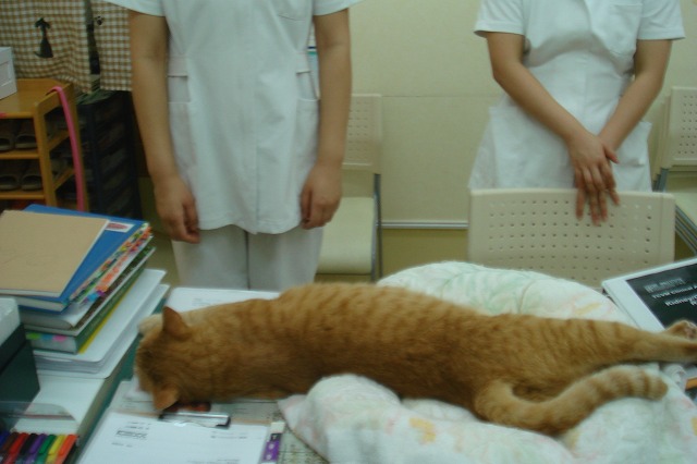 のらひるね