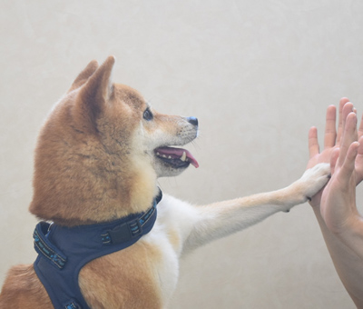 あなたはどんな犬と暮らしたいですか？どんな犬に育ってほしいですか？